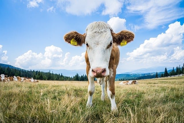 江涌流牧师医治大会,肿瘤消失,各样疾病得医治。