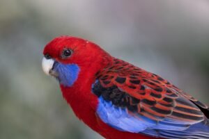 江涌流牧师灵化医治学院