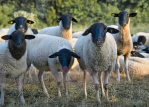 江涌流牧师医治布道大会